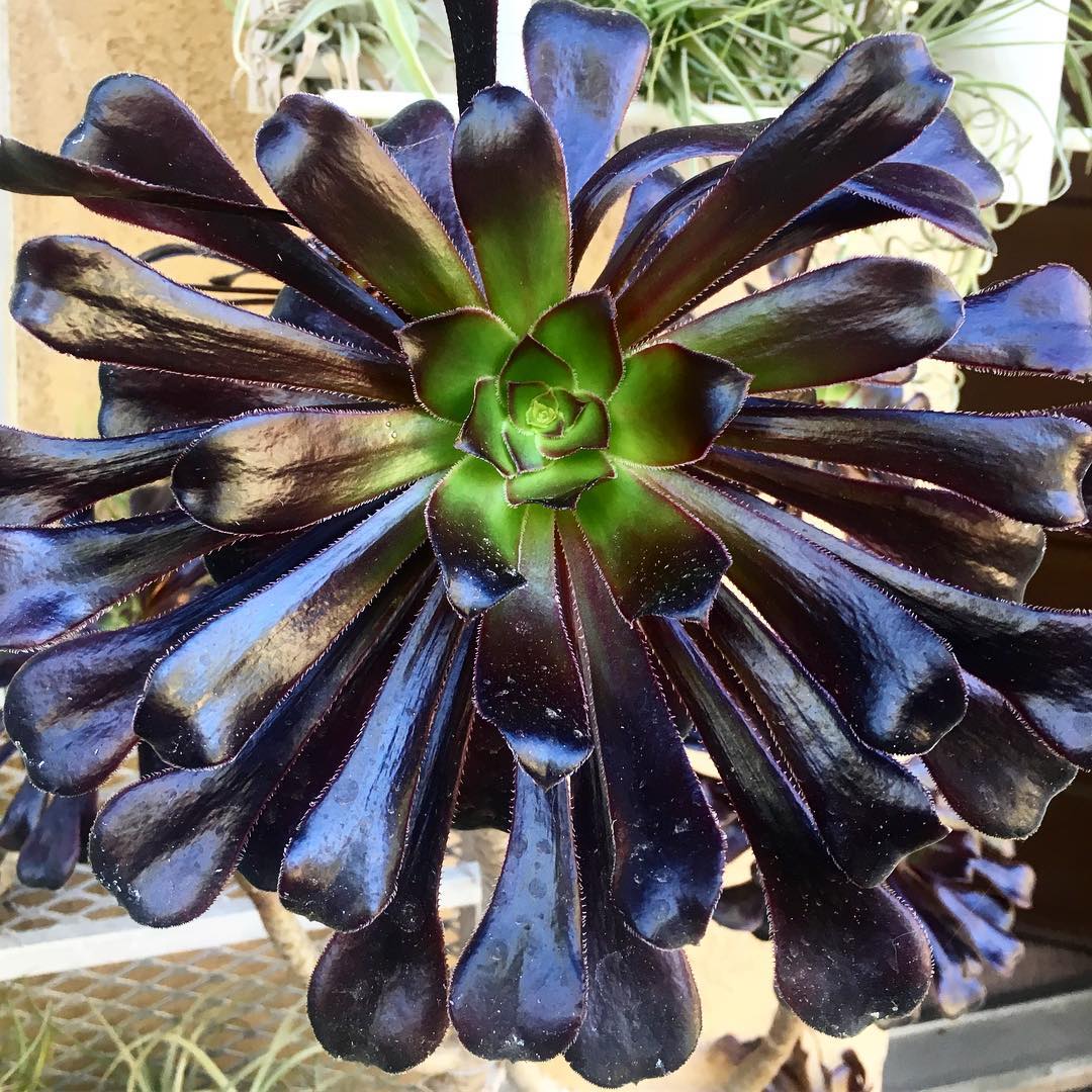 @thehorticult: Our Aeonium 'Zwartkop' has woken aka black rose. These ...