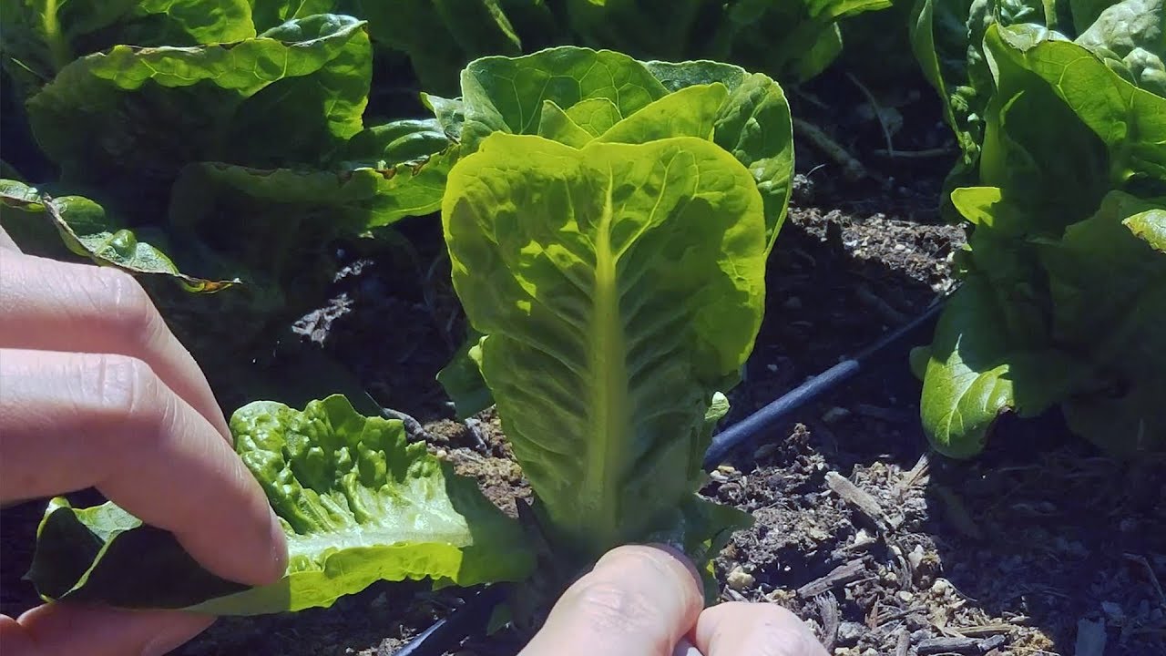 Epic Gardening: Maximize Harvesting Lettuce With The Cut and Come Again