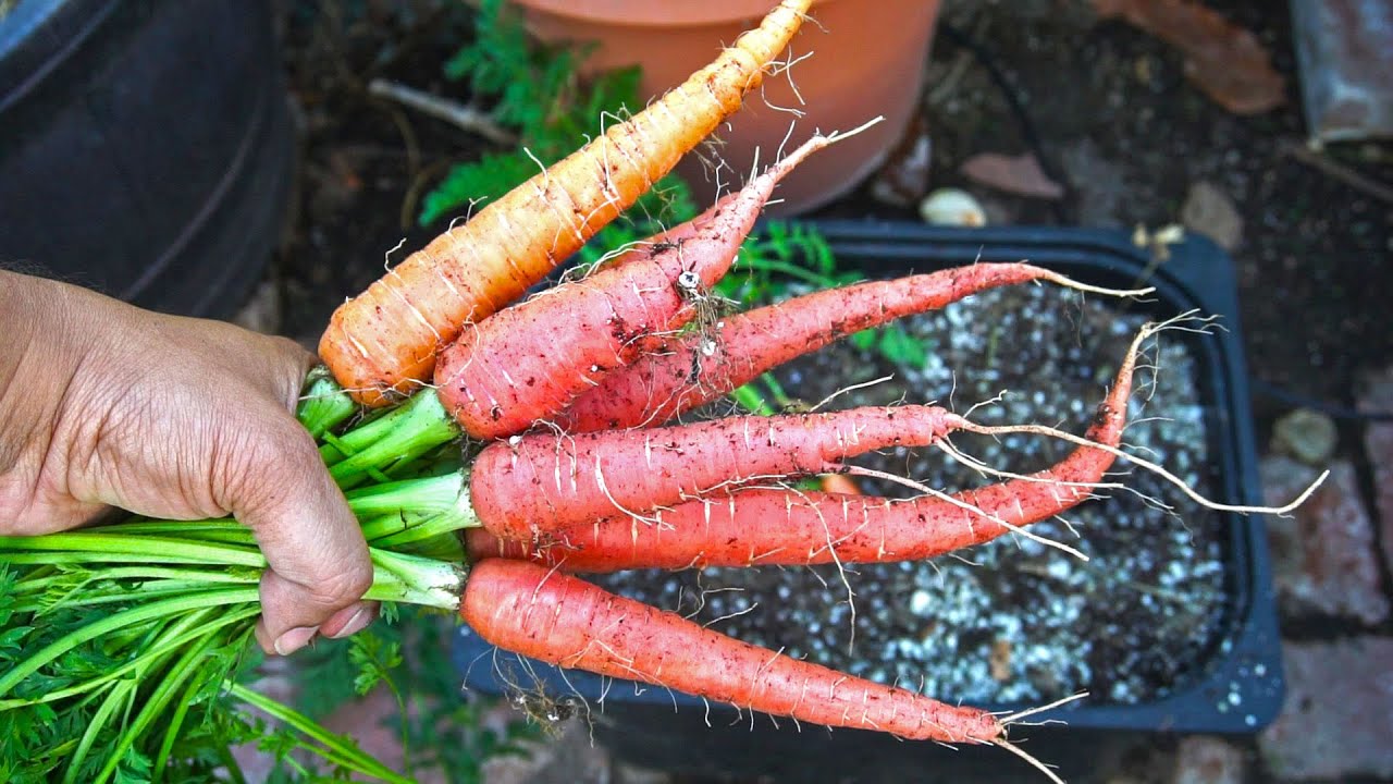 Морковь Лосиноостровская ботва