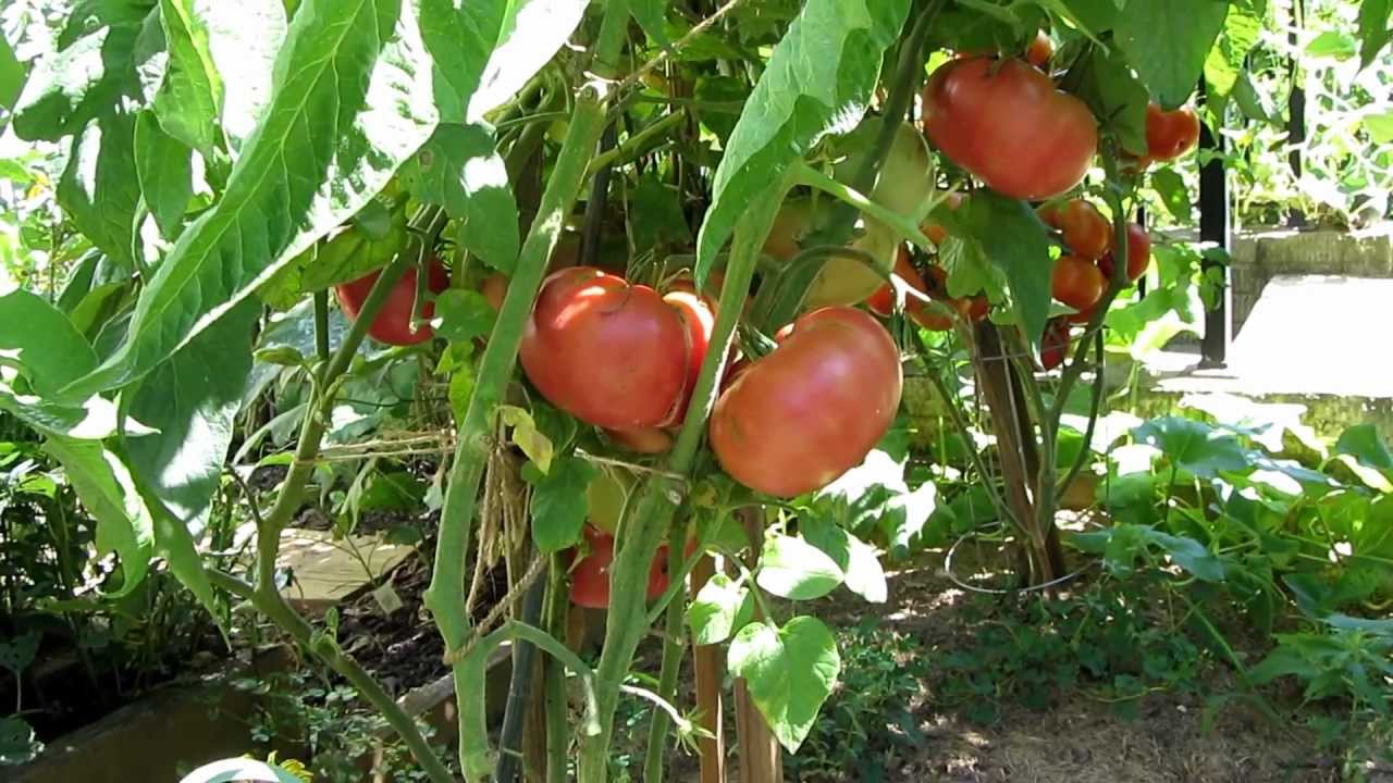 Томат розовый гигант фото рассады