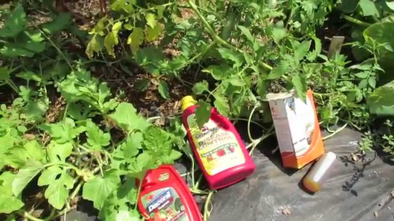 Baking soda around tomato plants Idea