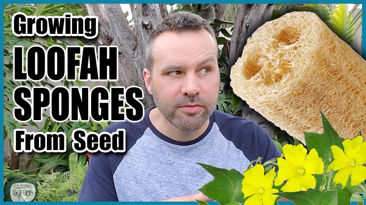 California Garden TV: How to Grow Luffa / Loofah Sponges From Seed