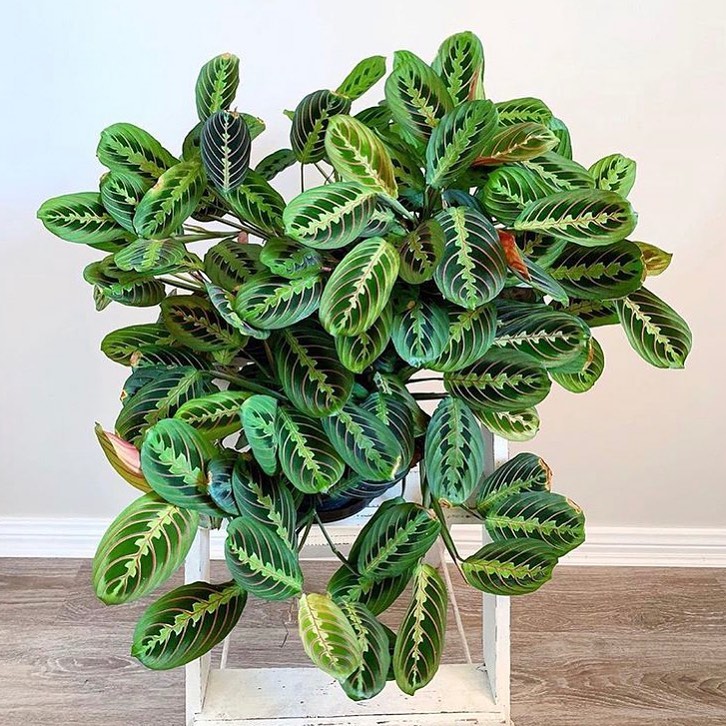 thesill: Our dream Maranta right here. Our very own small Marantas are ...