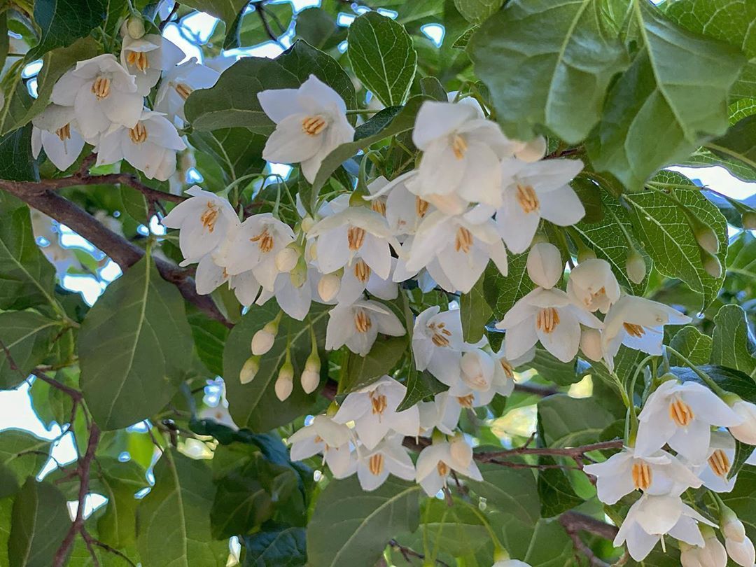 marielouiseagius: Styrax japonicus; the #Japanese snowbell #tree : a