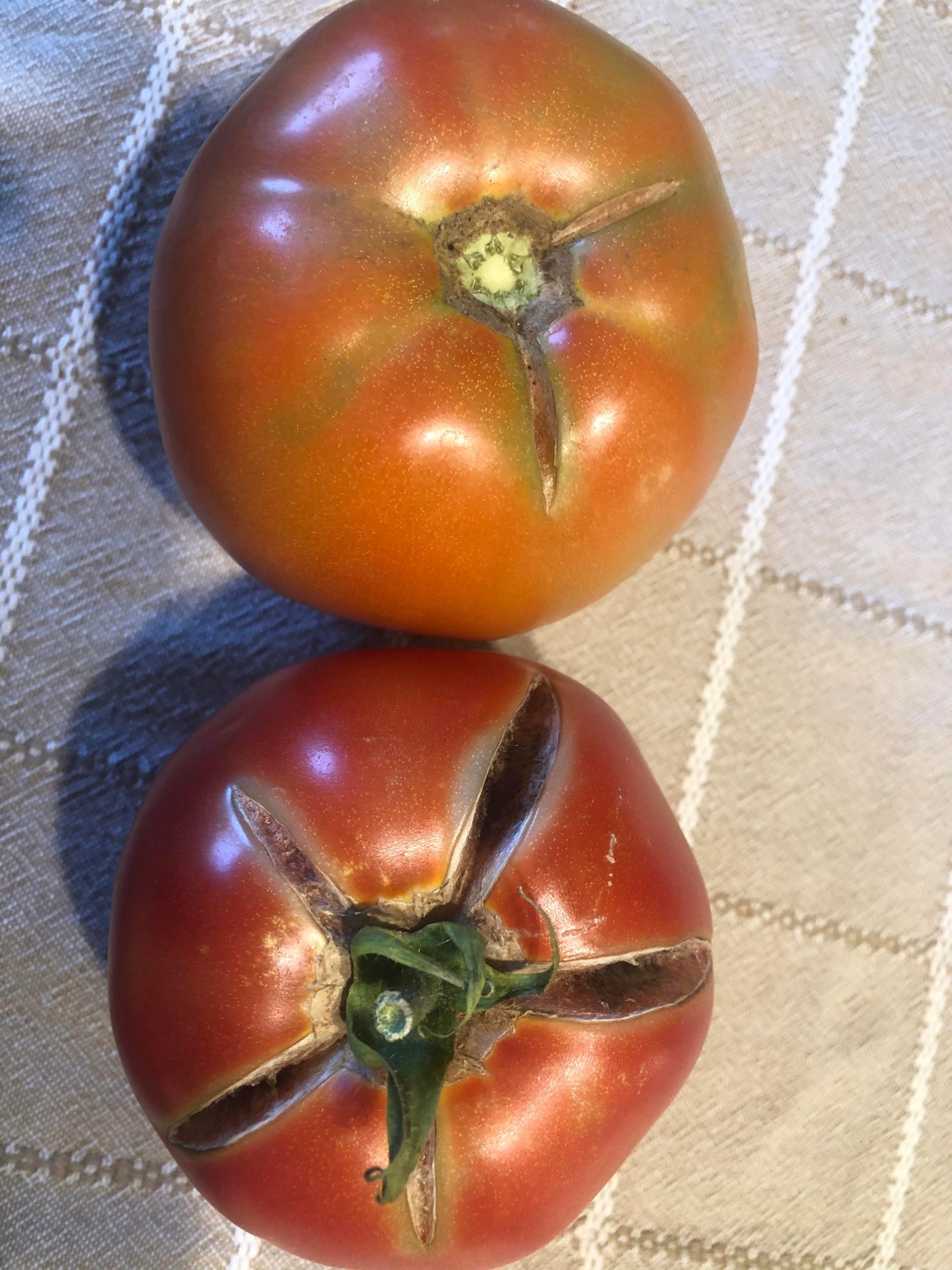 Vegetable Gardening Why Do My Tomatoes Split All For Gardening   5hhgf7vqjpd51 Scaled 