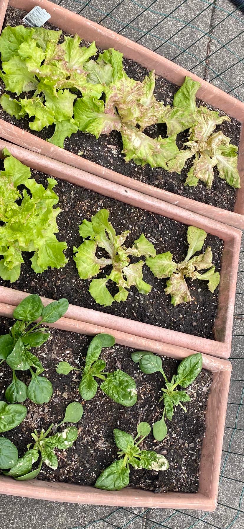 Vegetable Gardening: What’s happening with my iceberg lettuce and ...
