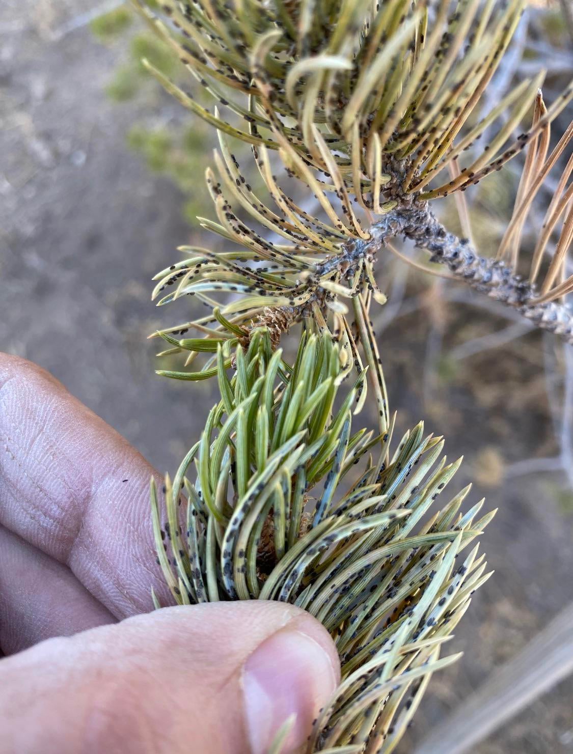All For Gardening: Conifers on my land dying - what are these? - All ...