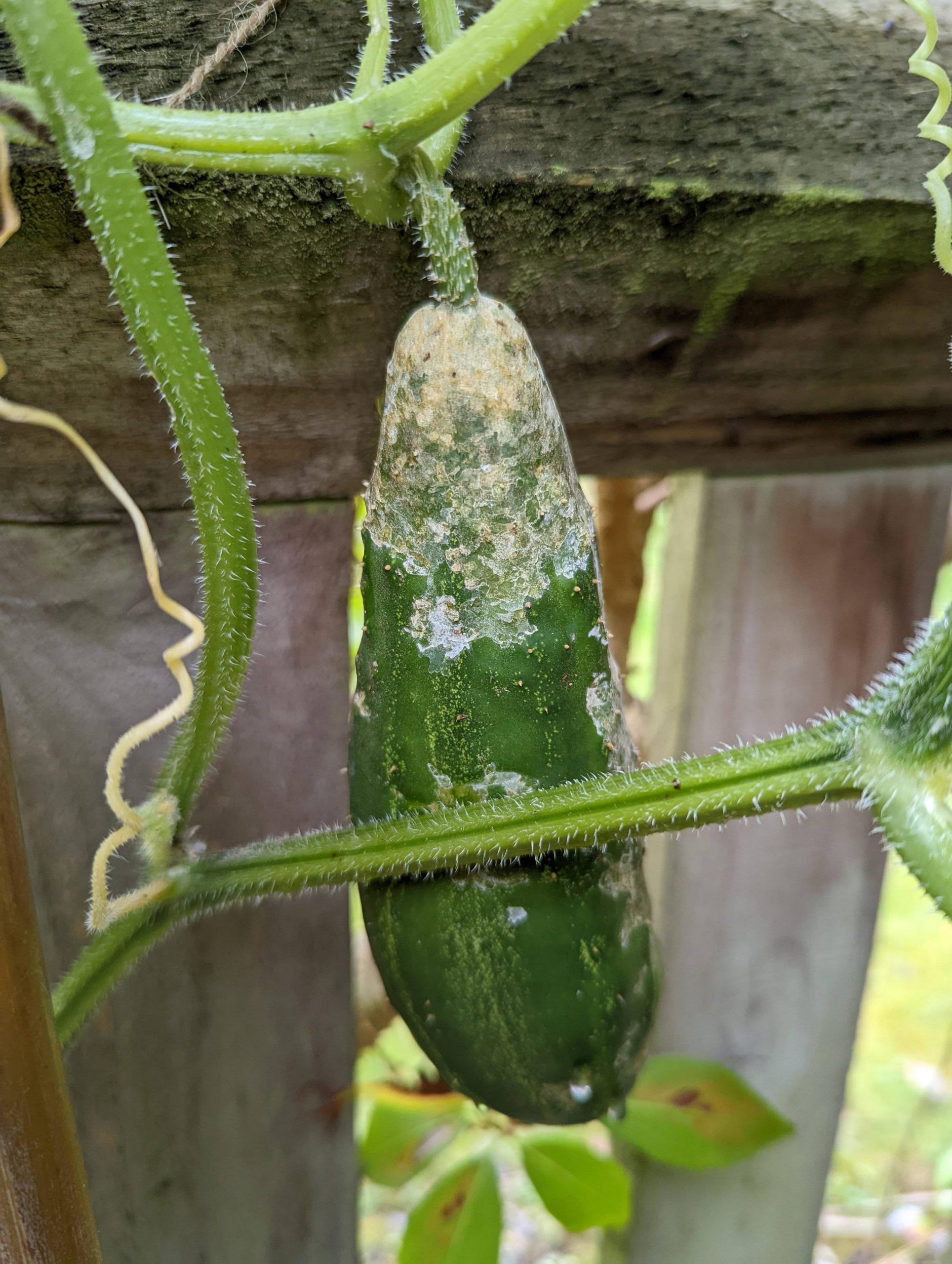 all-for-gardening-white-patches-on-my-cucumbers-what-is-it-all-for